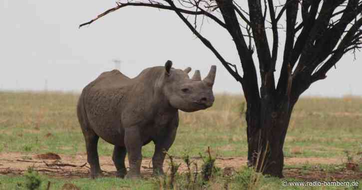 Nashorn-Wilderei in Südafrika legt wieder zu