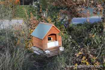 Qui a détruit la cabane à chats à Nice, et pourquoi ?