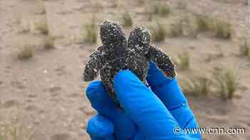 A two-headed sea turtle hatchling was found on a South Carolina beach