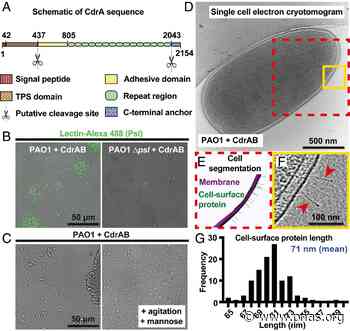 Architecture of cell–cell junctions in situ reveals a mechanism for bacterial biofilm inhibition - pnas.org