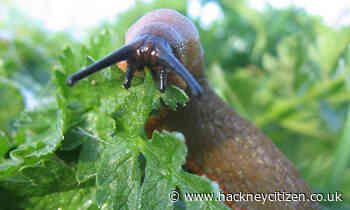 The Citizen Gardener: Summer slug fest - Hackney Citizen