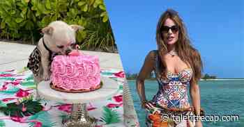 Celebrity Sofia Vergara Celebrates Her Birthday Alongside Dog, Bubbles - Talent Recap