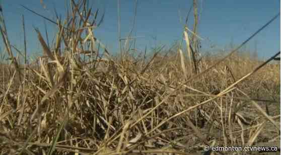 Province forecasts only 19.7 per cent of Alberta crops are in 'good' to 'excellent' condition