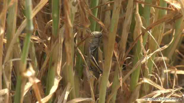 'I'm going seven days a week': Southern Alberta pest control companies swamped with calls during hot, dry summer