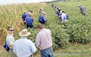UK to host crop training in Princeton | News | paducahsun.com - Paducah Sun