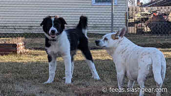 Research says some dogs may know you are lying