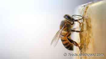It turns out caffeine helps bees get work done, too