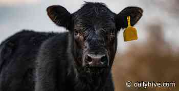 Drivers warned to be vigilant after "rogue cow" escapes near Toronto | News - Daily Hive
