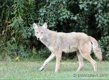 BRAUN: Illegal feeding of wild animals puts Scarborough coyote's life in jeopardy - Toronto Sun
