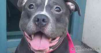 6-year-old American Bulldog-Pitbull allegedly stolen in Toronto reunited with owners - Global News