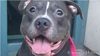 Dog stolen in city's east end reunited with owner: Toronto police - CP24 Toronto's Breaking News