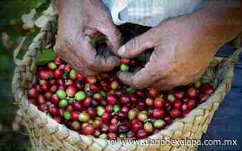 Mejoraron precios del café, pero no benefició a productores - Diario de Xalapa