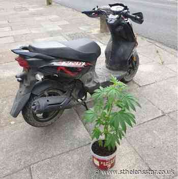 Arrest after 'stolen motorbike' and cannabis plant seized - St Helens Star