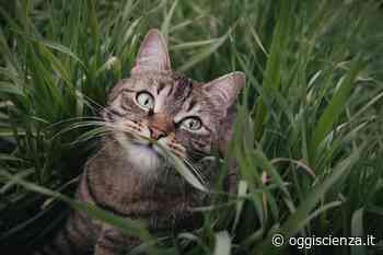 Erba gatta, a cosa serve e come usarla | OggiScienza - OggiScienza