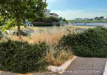 Erba alta, la rabbia di un ristoratore viterbese: "Il mio locale non è più visibile dalla strada" - La mia città NEWS