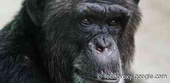 NFTs Of Chimpanzee Art Raised (Again) The Idea Of Animal Art (And Creativity)