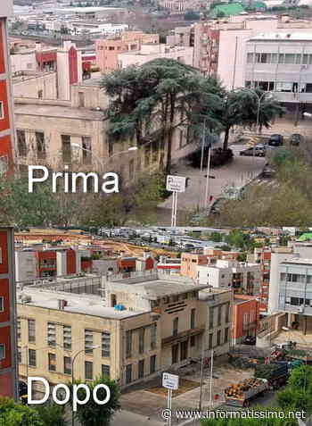 Putignano - Espianto alberi Via Roma: la Lipu non ci sta - Putignano Informatissimo
