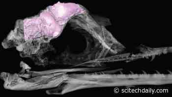 Unraveling a Mystery: Bird Brains Left Other Dinosaurs Behind