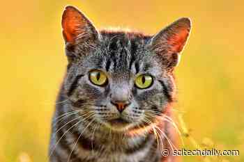 Man’s New Best Friend: What Cats Can Teach Us About the Human Genome and Our Genetic “Dark Matter”