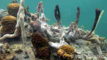 What Happens to Marine Life When There Isn’t Enough Oxygen?