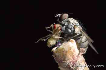 Dive Bombing Killer Flies Are So Fast – Over 3g Acceleration – They Lose Steering Control