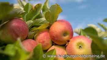 Unbekannter wirft mit Äpfeln Kirchenfenster ein