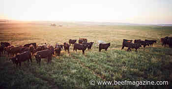 Maximize Cattle and Dewormer Performance with Combination Treatment