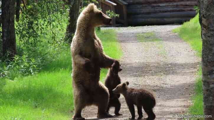 Fat bear cam gets intense with bear-on-bear mauling