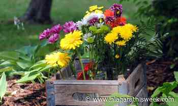 News Diversity garden on display this weekend in Port Colborne - Niagarathisweek.com