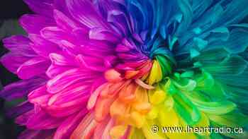 Art project celebrating diversity takes root in Port Colborne - Newstalk 610 CKTB (iHeartRadio)