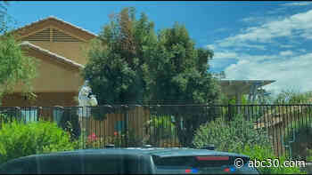 Bee swarm attack kills man, injures 5 in Arizona; victims 'stung hundreds of times'