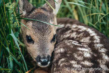 So rettet die Rehkitzrettung-Augsburg e.V. zahlreiche Leben - TRENDYone - das Lifestylemagazin