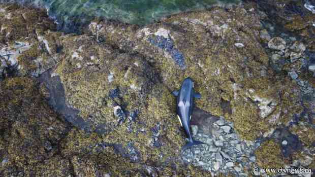 Killer whale stranded on island near B.C. coast rescued