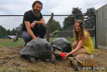 Christophe en Flo hebben vijftig landschildpadden in hun tuin: “In de winter kruipen ze op onze schoot” - Gazet van Antwerpen