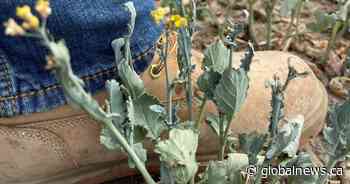 Heat wave, lack of rain leads to ‘continued deterioration’: Alberta crop report