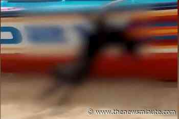 Kerala HC renames suo moto case as In Re: Bruno as tribute to dog brutally killed - The News Minute