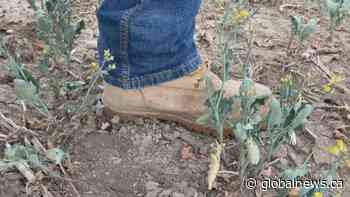 Heat wave, lack of rain leads to continued deterioration: Alberta crop report