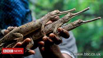 India reptile park struggles to survive amid Covid