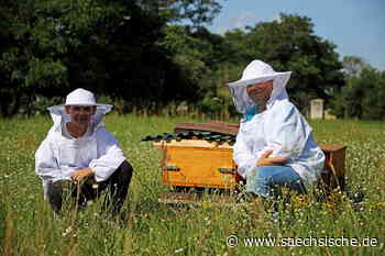 Riesa: Was auf Riesas altem Stadtgut läuft - Sächsische.de