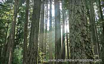 Letter to the Editor: Change in forest practices needed now - Pique Newsmagazine