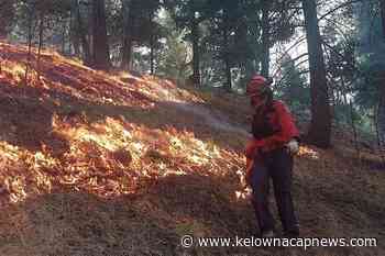 BC forest fuel load becoming priority after decades of warnings – Kelowna Capital News - Kelowna Capital News