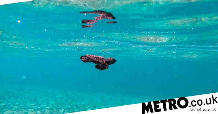 Plastic pollution is creating an ‘evolutionary trap’ for young sea turtles