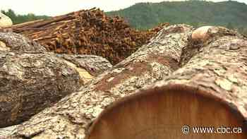 Quebec's relationship with forestry industry under scrutiny as pressure mounts to protect woodlands