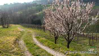 Sold-out la seconda passeggiata naturalistica "Stra Muson" nelle colline di Monfumo. Un evento aperto a grandi e piccini - Qdpnews
