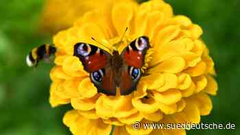 Schmetterlinge zählen - Süddeutsche Zeitung
