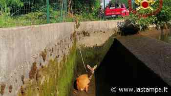 Prato Sesia, capriolo cade in un canale: salvato dai vigili del fuoco - La Stampa