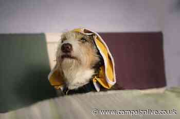 Dogs Trust pairs Jonathan Pryce with dog who loves Y-fronts for Canine Care Card