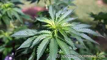 Medical marijuana bill could bring relief for some in North Carolina - Spectrum News
