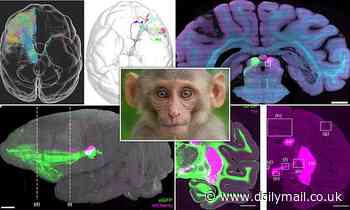 World's first high-resolution, 3D image of a monkey BRAIN is revealed