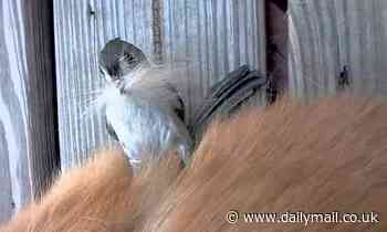 Tufted titmice are filmed stealing hair from cats, dogs and humans to pad out their nests 